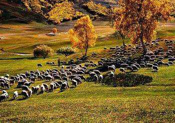 高尔夫球 起源 其实是牧羊人发明的运动–成元